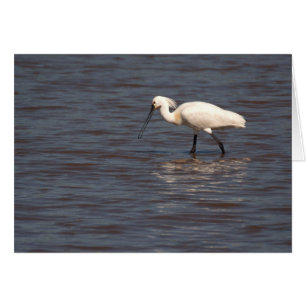 Eurasian Spoonbill