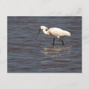 Eurasian Spoonbill Postcard