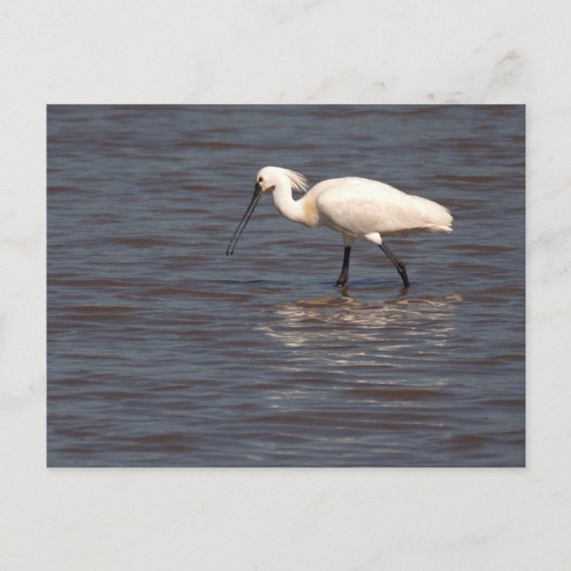 Eurasian Spoonbill Postcard (Front)