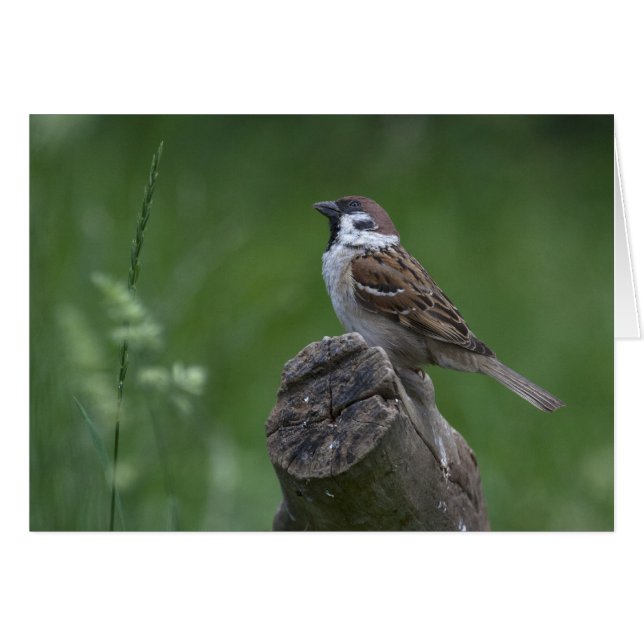 Eurasian Tree Sparrow (Front Horizontal)