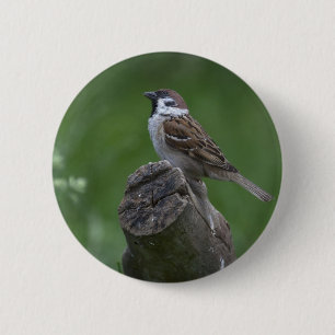 Eurasian Tree Sparrow 2 Inch Round Button