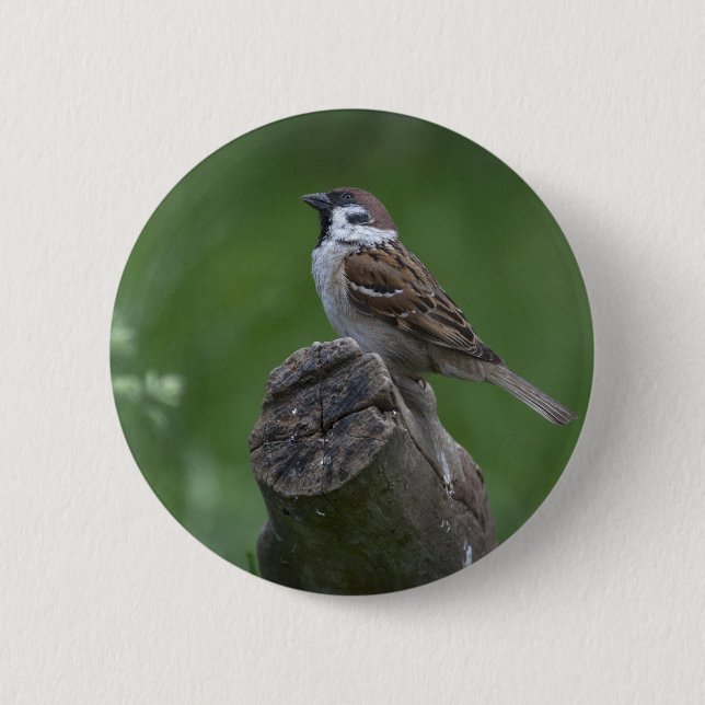Eurasian Tree Sparrow 2 Inch Round Button (Front)