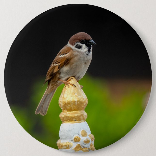 Eurasian tree sparrow  6 inch round button (Front)