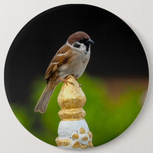 Eurasian tree sparrow 6 inch round button