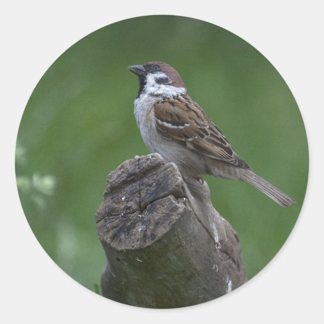 Eurasian Tree Sparrow Classic Round Sticker (Front)