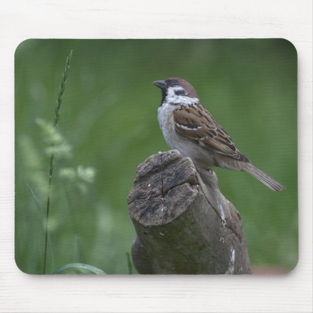 Eurasian Tree Sparrow Mouse Pad (Front)