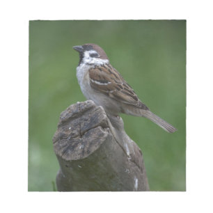 Eurasian Tree Sparrow Notepad