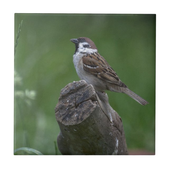 Eurasian Tree Sparrow Tile (Front)