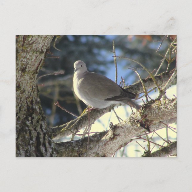 Euratian Dove on Maple Tree Postcard (Front)