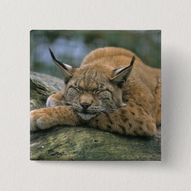 Europ�_ischer Luchs, Eurasischer Luchs (Lynx 2 Inch Square Button (Front)