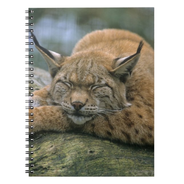 Europ�_ischer Luchs, Eurasischer Luchs (Lynx Notebook (Front)