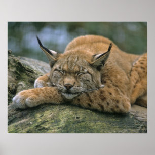 Europ�_ischer Luchs, Eurasischer Luchs (Lynx Poster
