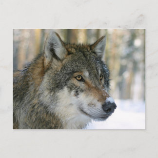 Europäischer Wolf Postcard