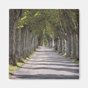 Europe, France, Cereste. Trees line this road Magnet