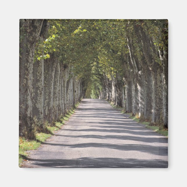 Europe, France, Cereste. Trees line this road Magnet (Front)