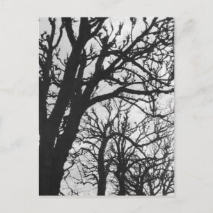 Europe, France, Paris. Winter trees, Marco Postcard