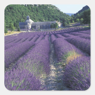 Europe, France, Provence. Lavander fields Square Sticker