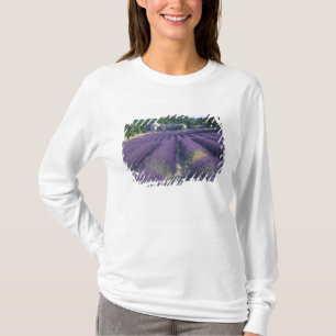 Europe, France, Provence. Lavander fields T-Shirt