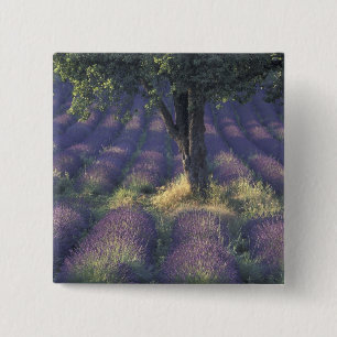 Europe, France, Provence, Sault, Lavender 2 Inch Square Button