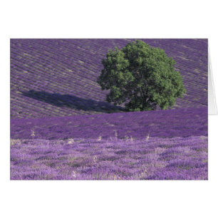 Europe, France, Provence, Sault, Lavender fields
