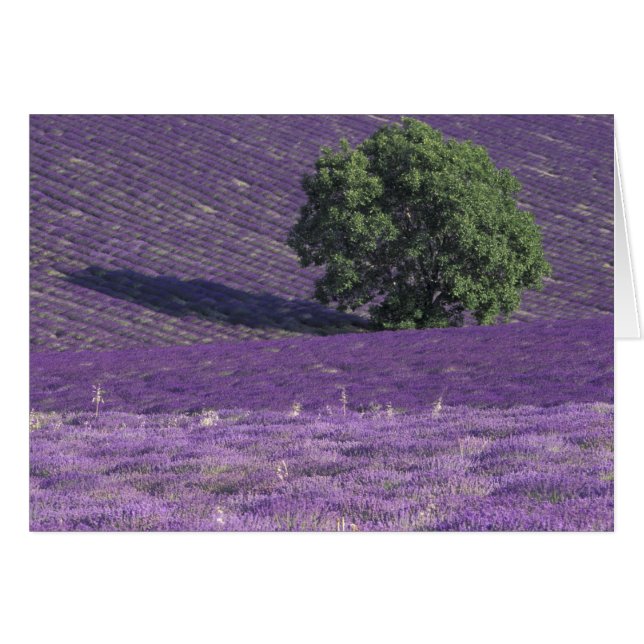 Europe, France, Provence, Sault, Lavender fields (Front Horizontal)