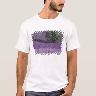 Europe, France, Provence, Sault, Lavender fields T-Shirt