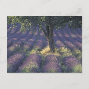 Europe, France, Provence, Sault, Lavender Postcard