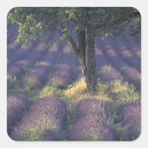 Europe, France, Provence, Sault, Lavender Square Sticker