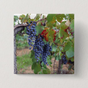 Europe, France, Roussillon. Vineyards, with 2 Inch Square Button