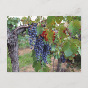 Europe, France, Roussillon. Vineyards, with Postcard
