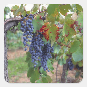 Europe, France, Roussillon. Vineyards, with Square Sticker