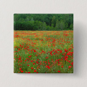 Europe, Italy, Tuscany, red poppies in field. 2 Inch Square Button