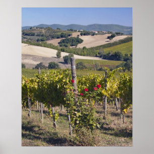 Europe, Italy, Umbria, near Montefalco, Vineyard Poster