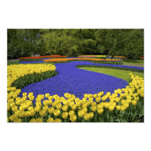 Europe, Netherlands, Holland, Lisse, Keukenhof Photo Print