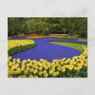 Europe, Netherlands, Holland, Lisse, Keukenhof Postcard