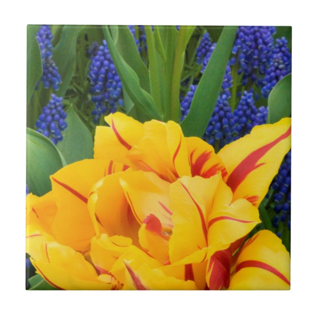 Europe, Netherlands, Lisse. Tulips Tile (Front)