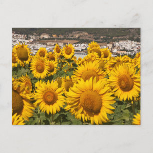 Europe, Spain, Andalusia, Cadiz Province Postcard