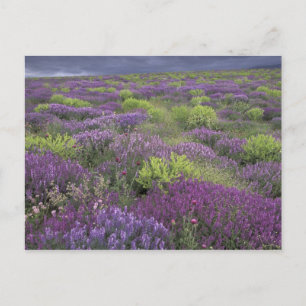 Europe, Turkey, Cappadocia. Rural landscape 3 Postcard