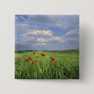 Europe, Tuscany, Poggiolo. Red poppies sway 2 Inch Square Button