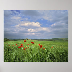 Europe, Tuscany, Poggiolo. Red poppies sway Poster
