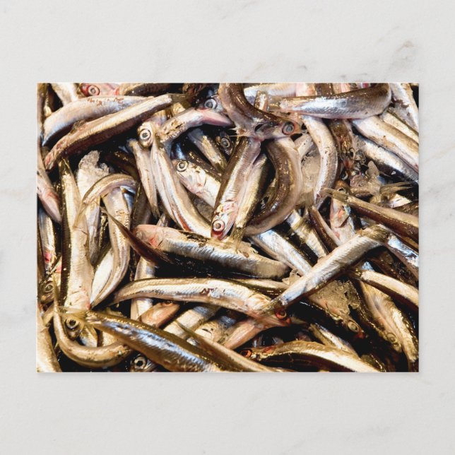 European anchovies postcard (Front)