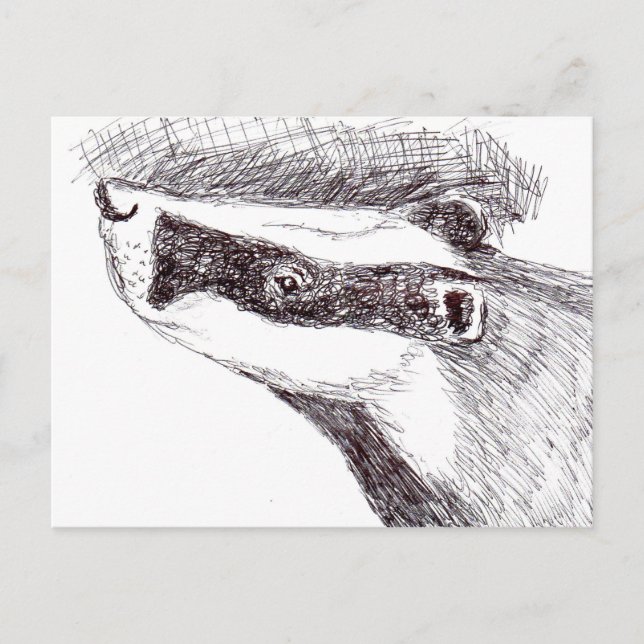 European Badger (a455) Postcard (Front)