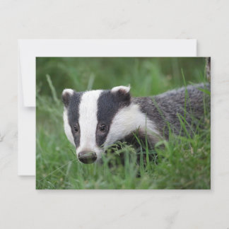 European Badger postcard 