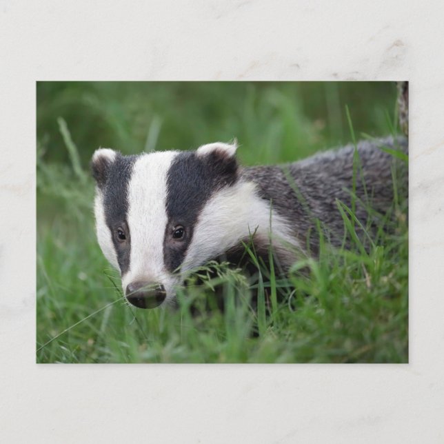 European Badger postcard  (Front)
