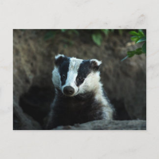 European Badger Postcard