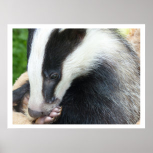 European Badger Poster