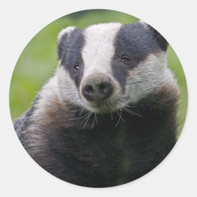 European Badger Sticker (Front)