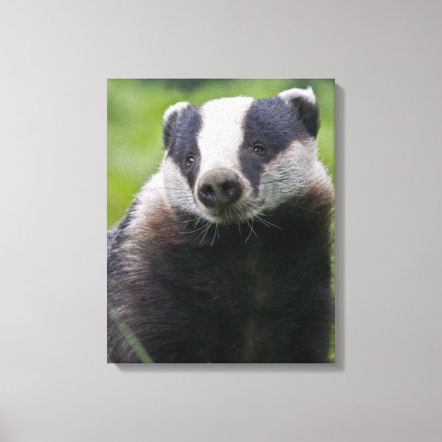 European Badger Wrapped Canvas Print (Front)