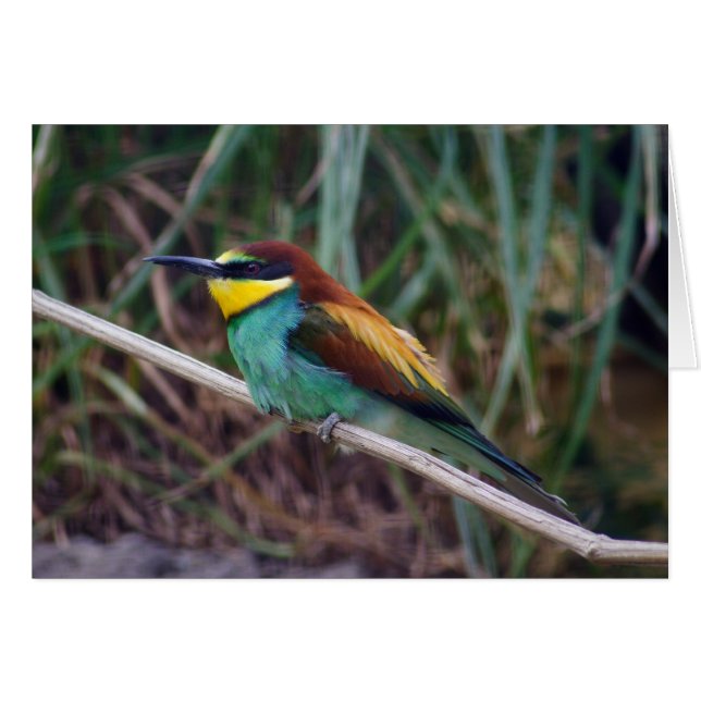 European Bee-eater (Front Horizontal)