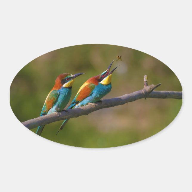 European Bee Eater Birds in Ariège France Oval Sticker (Front)